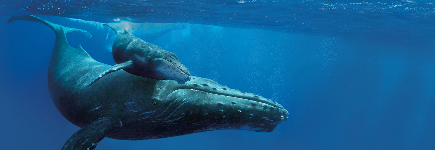 Two whales swimming underwater